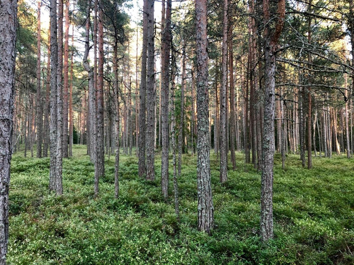 Vila Veela Metsamaja Noarootsi Exteriér fotografie